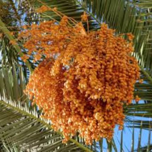 Phoenix Palm Fruit Tree Manufacturer & Supplier in India